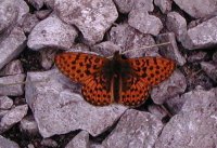 Resting butterfly